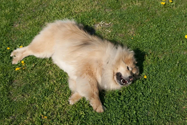 풀밭에서 밖으로 압 연 하는 개 — 스톡 사진
