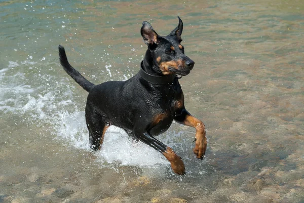 Doberman correndo pela água — Fotografia de Stock