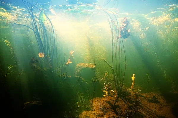 一个池塘的水下美景 免版税图库图片