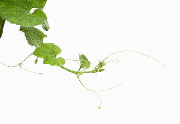 Unga gröna blad på vit vägg — Stockfoto