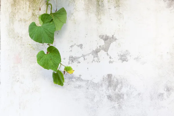 Green leaves on white wall — Stock Photo, Image