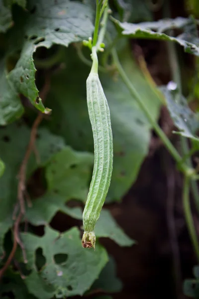 stock image Green Loofah Plant in garden