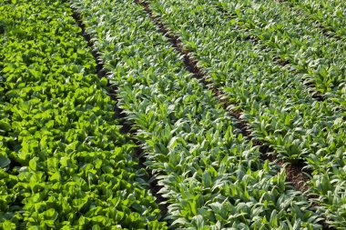 Full frame background of asparagus lettuce fields in spring time clipart