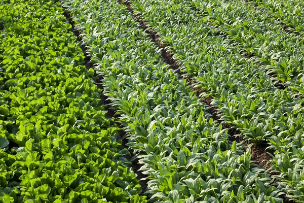 Fondo pieno cornice di campi di lattuga asparagi in primavera — Foto Stock