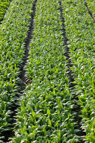 Vollbild-Hintergrund von Spargelsalatfeldern im Frühling — Stockfoto
