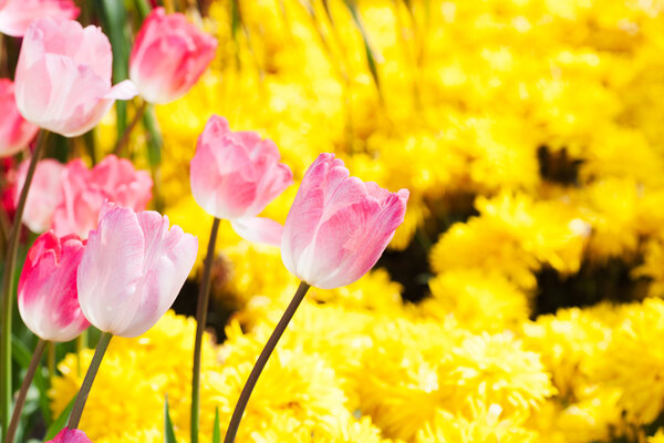 Beautiful tulips with yellow Chrysanthemum background in garden