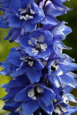 Delphinium dark blue clipart