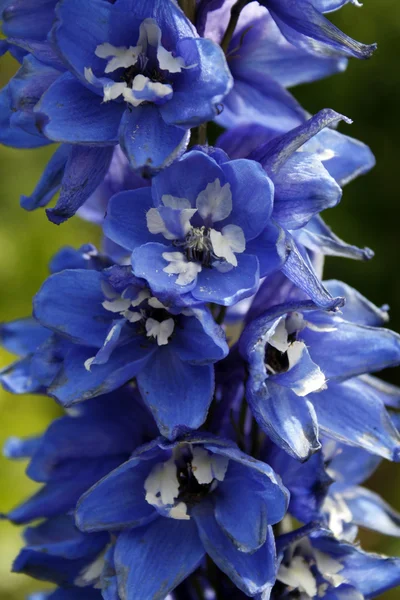 stock image Delphinium dark blue