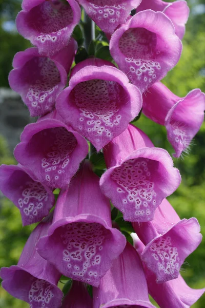 stock image Bellflower