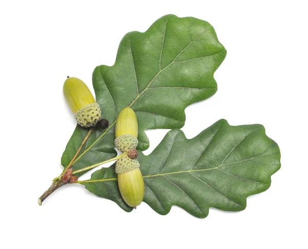 Grüne Eichelfrüchte mit Blättern — Stockfoto