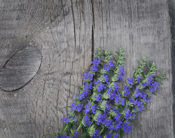 stock image Lavender