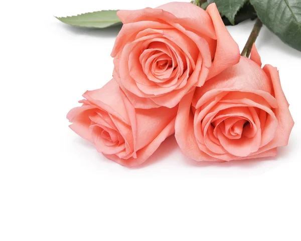 Розовые розы — стоковое фото