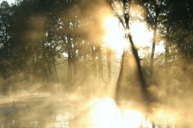 Forest pond on a foggy morning clipart