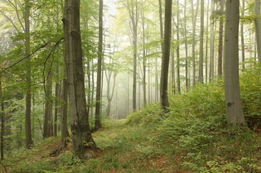 Beech forest in early autumn clipart