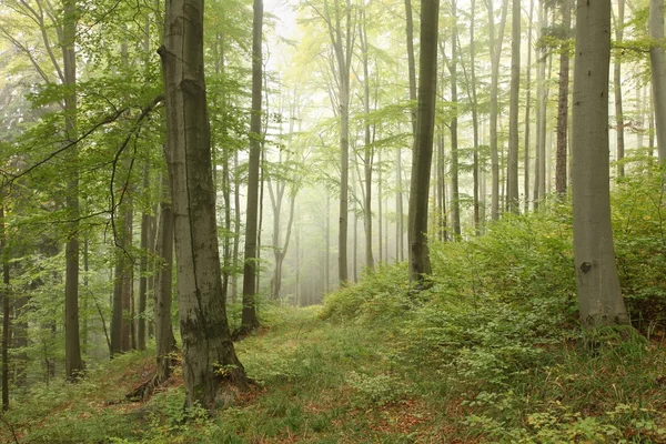 Bukowe lasy na początku jesieni — Zdjęcie stockowe