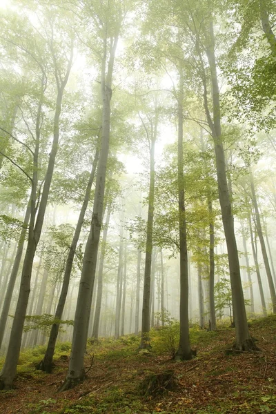 Δάσος οξιών στην ομίχλη — Φωτογραφία Αρχείου