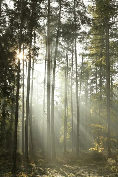 Autumn coniferous forest at dawn — Stock Photo, Image