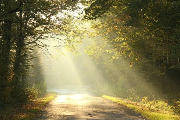 Forêt automnale brumeuse à l'aube Image En Vente