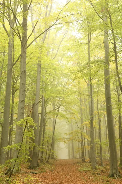 Nebbia foresta di faggi autunno — Foto Stock