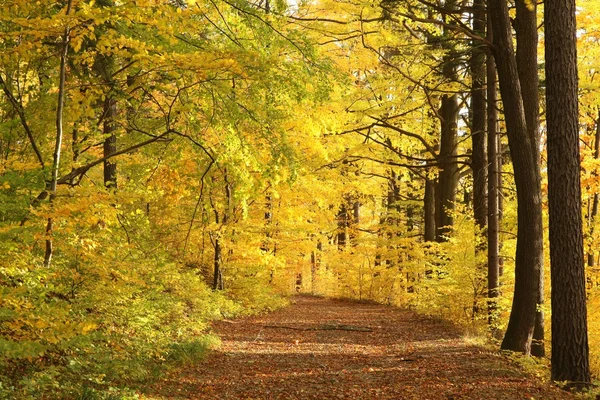 夕暮れの秋の森 — ストック写真
