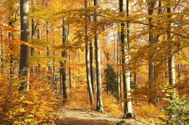 Autumn beech forest clipart