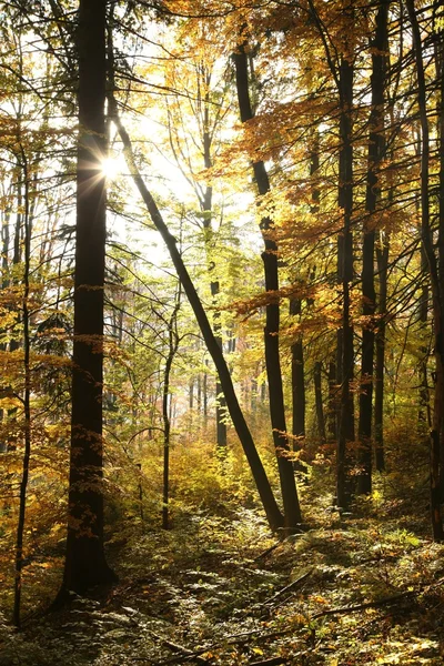 日差しの中で秋の森 — ストック写真