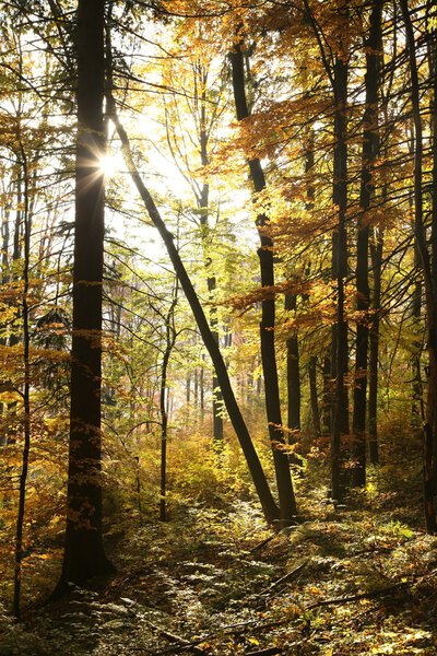 Осенний лес на солнце
