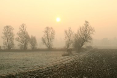 Şafakta çıplak willows