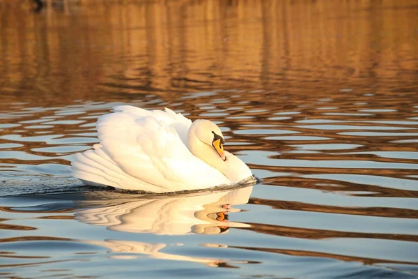 湖の白鳥 — ストック写真
