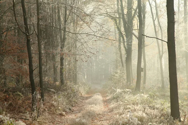 朝は遅く秋の森 — ストック写真