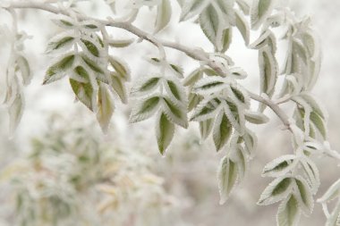 Close up of frosted leaves clipart