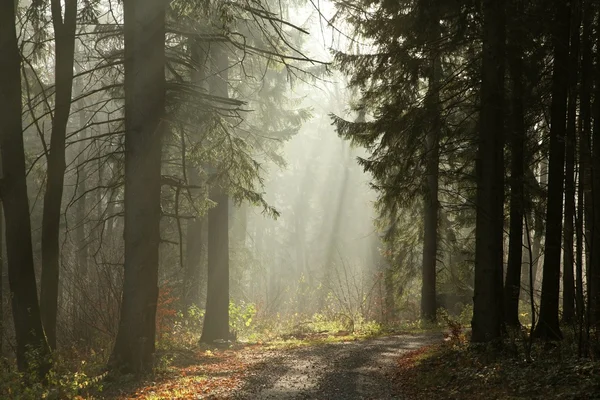 Misty coniferous forest — Stock Photo, Image