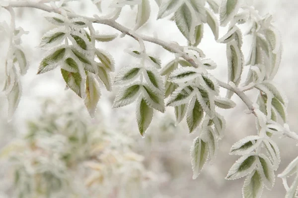 Close up of frosted leaves — Stock Photo, Image