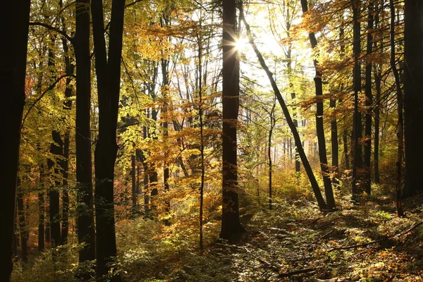 Floresta de outono sob o sol — Fotografia de Stock