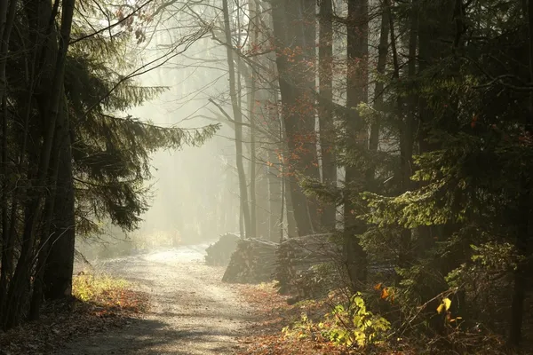 Ceata conifere pădure — Fotografie, imagine de stoc