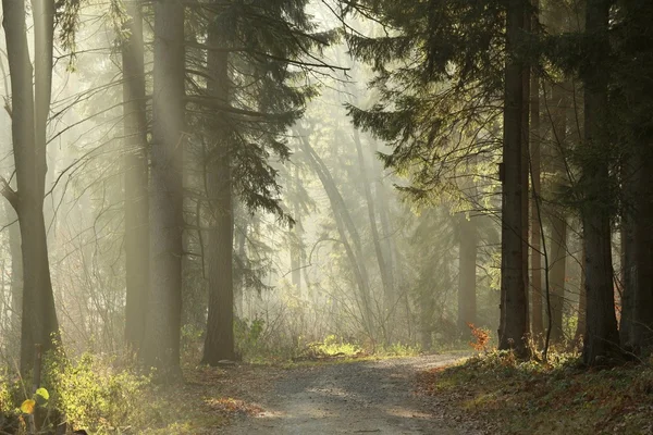 Trilha florestal no final da manhã de outono — Fotografia de Stock
