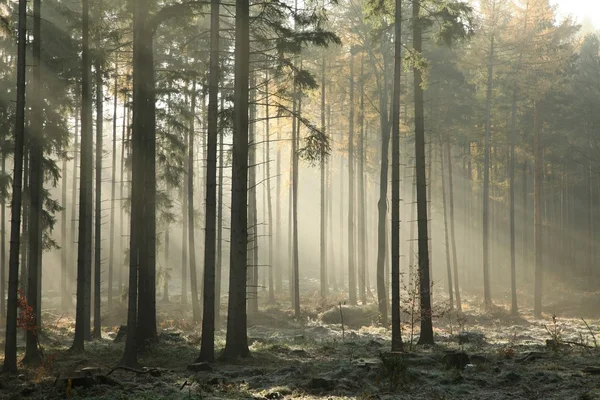 Nebliger Herbstwald in der Morgendämmerung — Stockfoto