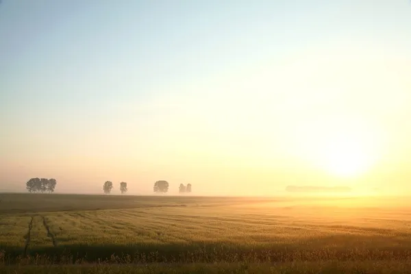 Сельский пейзаж на рассвете — стоковое фото
