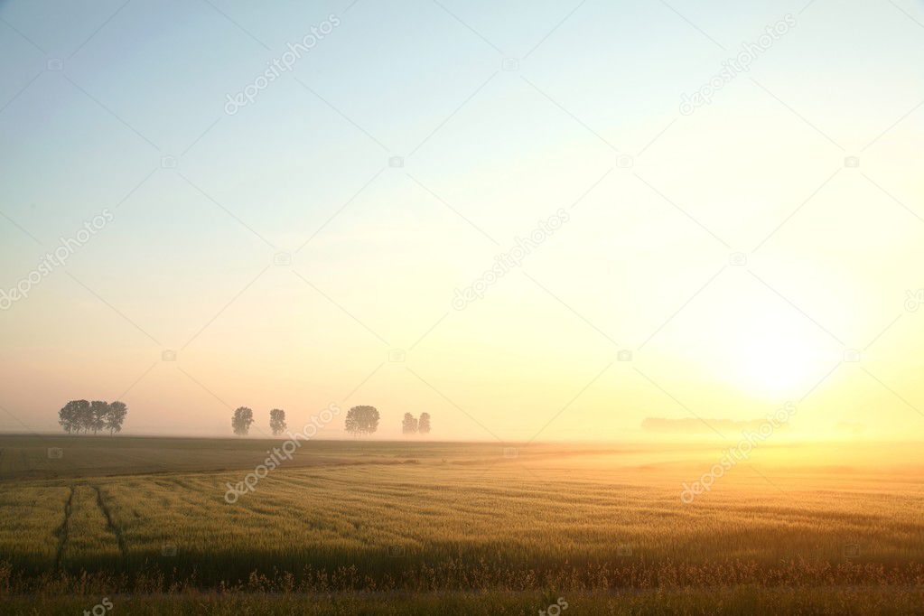 Rural landscape at dawn