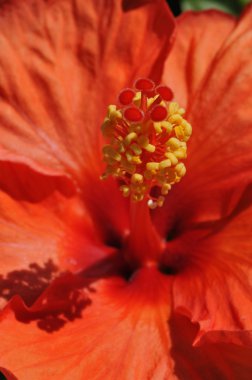 hibiscus çiçek pistil büyük yakın çekim