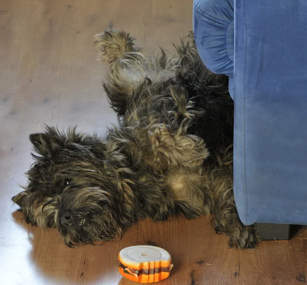 Πολύ χαλαρώσετε κοιμάται το μικρό σκυλί με ένα πλαστικό παιχνίδι — Φωτογραφία Αρχείου