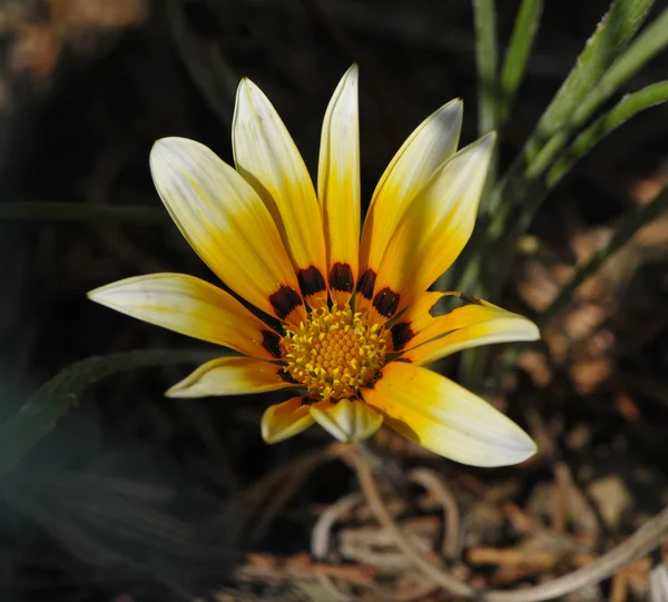 stock image Big orange and yellow daisy