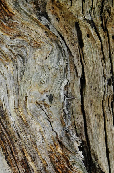 Primo piano su corteccia di un tronco vecchio — Foto Stock