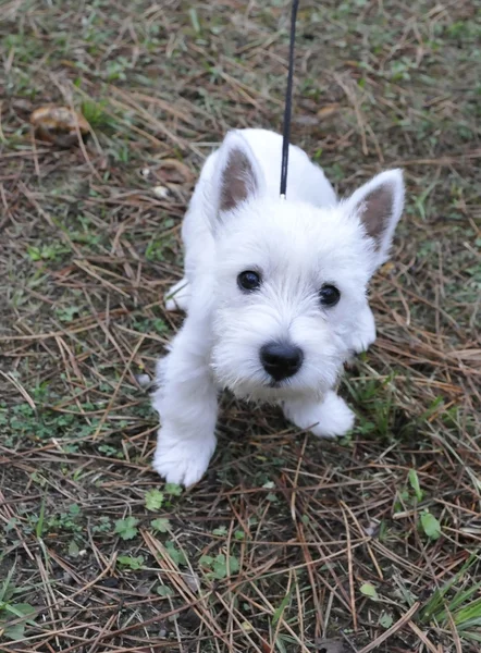 ウエスト ・ ハイランド ・ ホワイト ・ テリアの子犬 — ストック写真