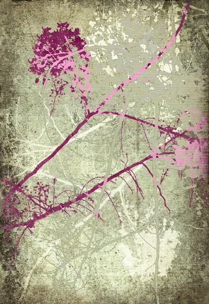 Grunge 粉红和白色开花分支 — 图库照片