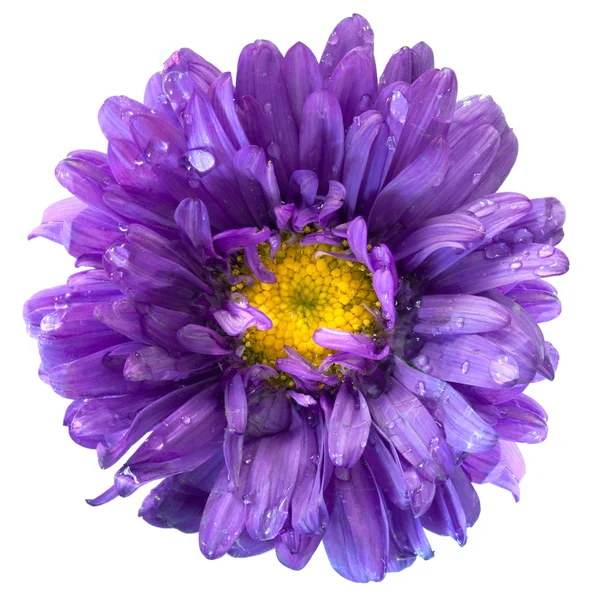 Aster květina po dešti, izolované — Stock fotografie
