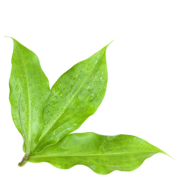 Fresh insulin Leaves after the rain isolated — Stock Photo, Image