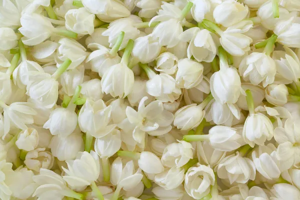 Verse jasmijn bloemen achtergrond — Stockfoto