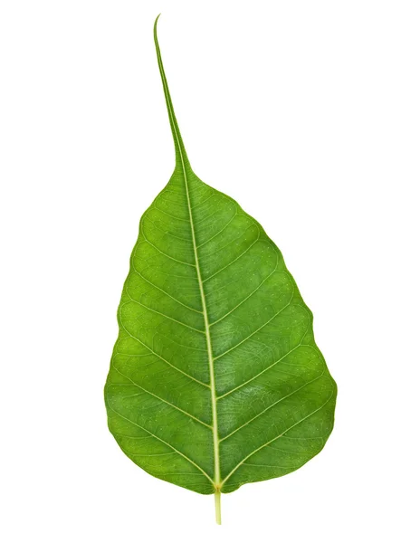 Bodhi veya kutsal incir yaprağı izole — Stok fotoğraf