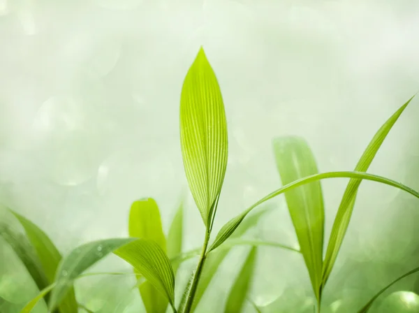 Grama verde macia — Fotografia de Stock